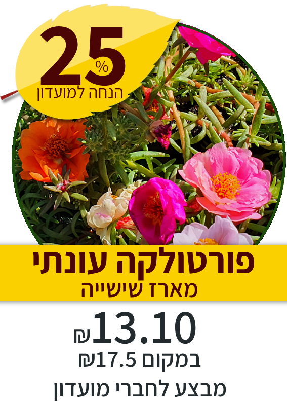 פורטולקה עונתי